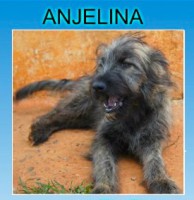 /album/adote-um-amigo/anjelina-athena-bob-amelia-jpg/
